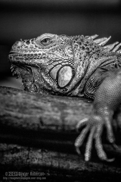 Iguane © Olivier Roberjot