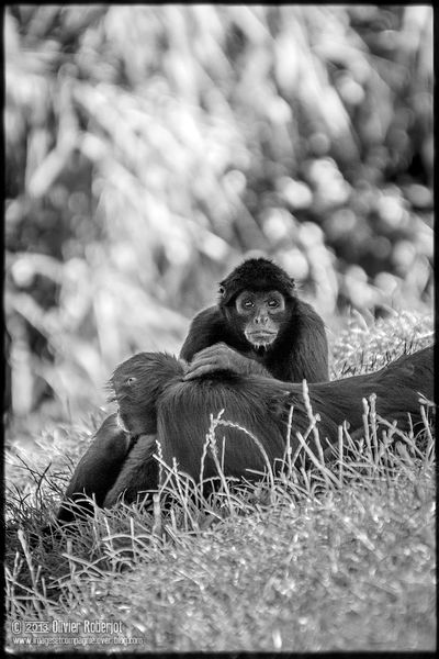 Zoo-01c-Olivier-Roberjot.jpg