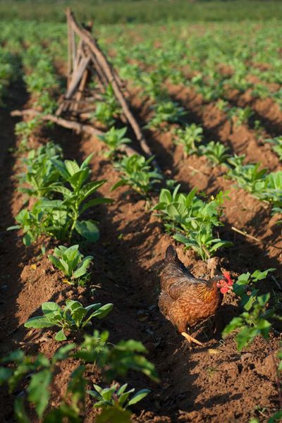 agriculture écologique cuba (7)