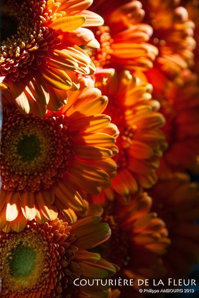 Fleuriste mariage Montpellier (3)