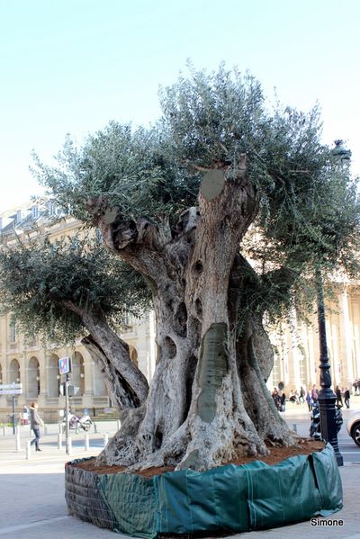 1-IMG_4666.JPG