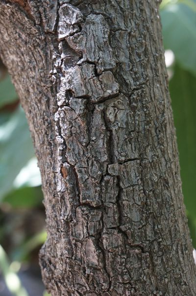 Détail tronc Persea americana - Silvère Doumayrou