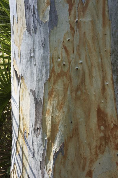 Tronc Eucalyptus gunni