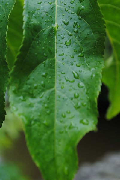 feuille-pluie