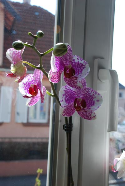 orchidees 0604