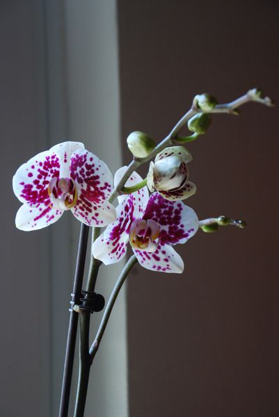 orchidees 0622
