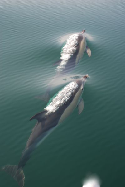 Dauphins 0177