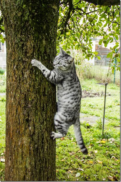 Résultat de recherche d'images pour "grimper dans les arbres chat"