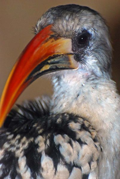 portait-d-oiseau001.jpg