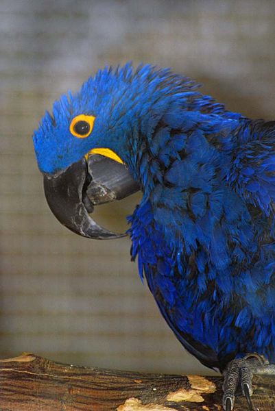 portait-d-oiseau004.jpg