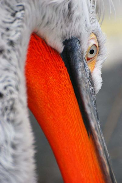 portait-d-oiseau006.jpg