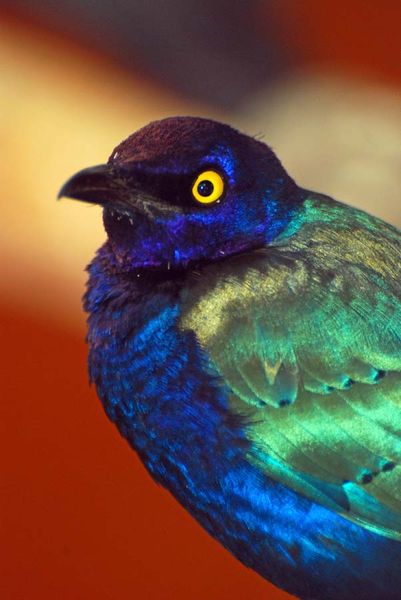 portait-d-oiseau010.jpg