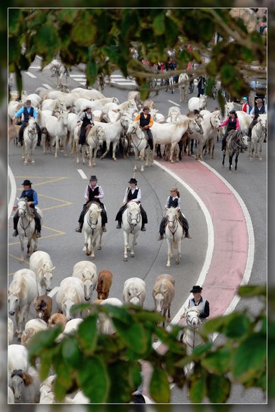 TransHumance 4709C