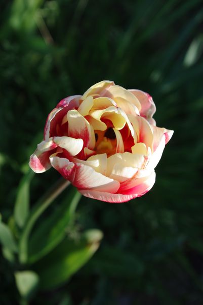 fleurs-et-chevre-avril-2011.JPG