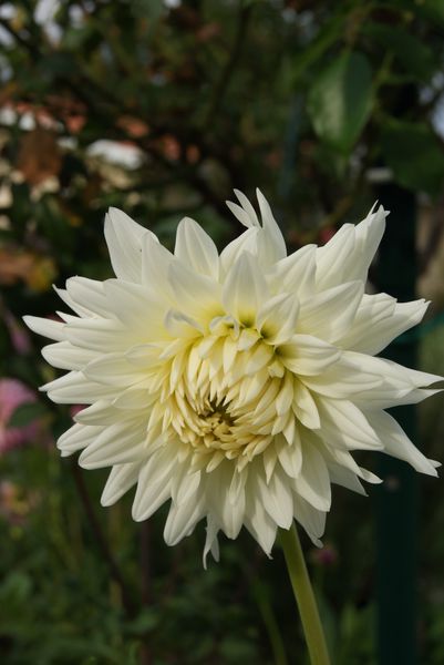 dahlia-cactus-blanc.JPG