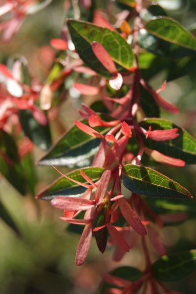 Abelia-Edward-Groucher--2-.JPG