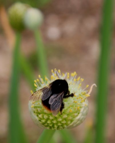 bourdon-3.jpg