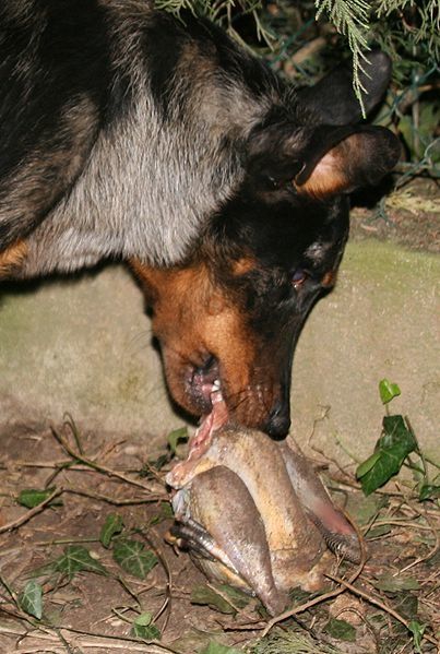 403px-Chien_mangeant_une_pintade.jpg