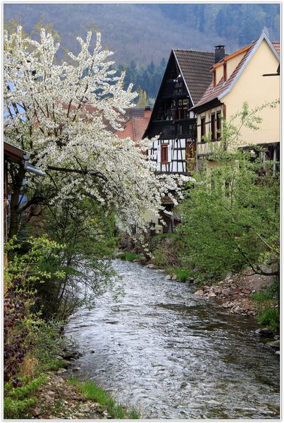 Alsace-avril-2012 4384