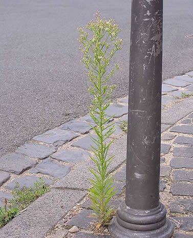 Ruderale_Conyza_canadensis.jpg