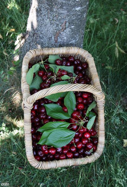 21-mai-2011--cueillette-des-cerises-037-a.jpg