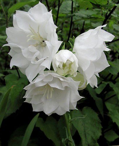 campanula-persicifolia-double-blanche-14-juin-11.jpg
