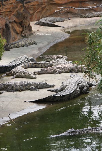 11-mai-2011---La-ferme-aux-crocodiles---suite--097-a.jpg