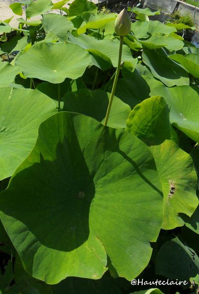 feuille-verte.jpg