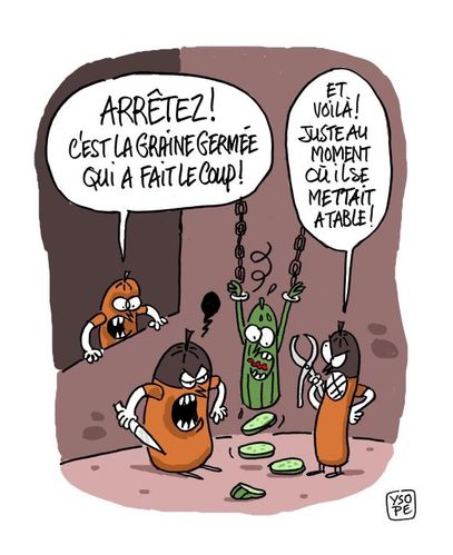 Graine-germee-coupable-ysope.jpg