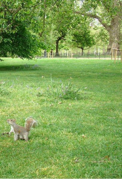 St James Park - Londres (77)