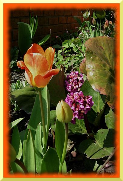 2010.04.18 039 tulipes recadrée et améliorée encadrée a