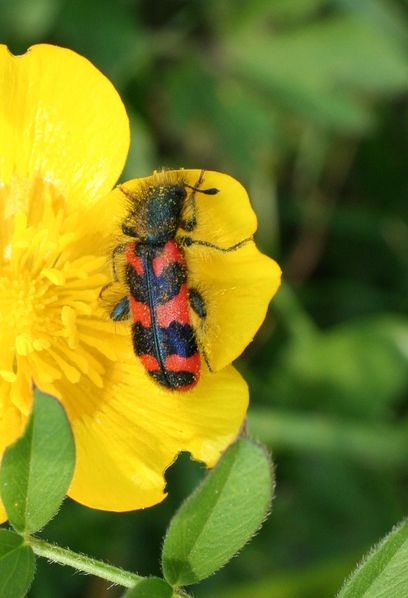 trichode aparius clairon des abeilles