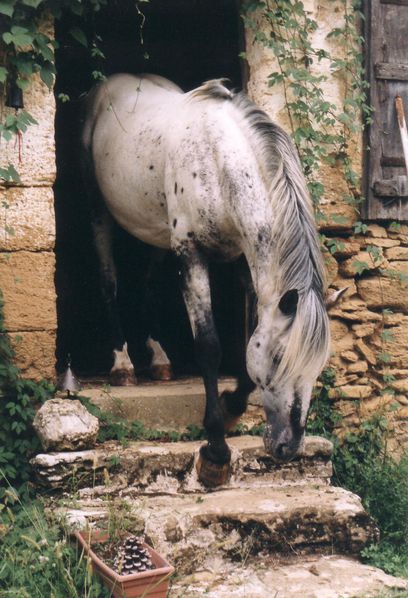 phoebus escalier