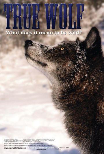 True-Wolf-affiche.jpg