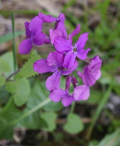 klunaria annua 1