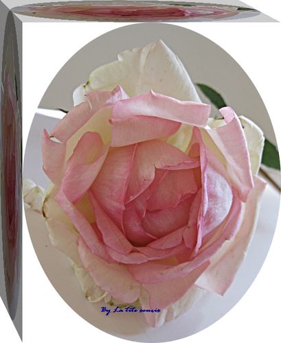 rose-du-jardin-octobre-2011.jpg