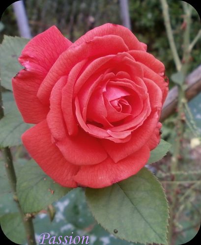 jardin fin aout 2011 039