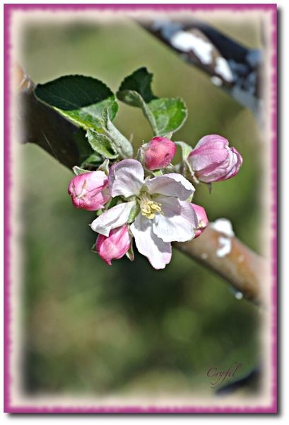 pommier-13-4-2013-6.JPG