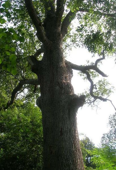 rando-arbre-chene-marion.jpg
