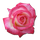 Rose-Tea-icon