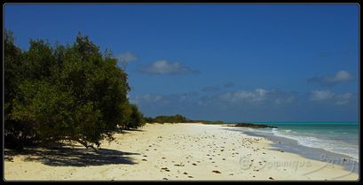 plage mangrove moucha D1240-border
