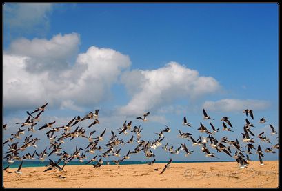 envol oiseaux plage H1482-border