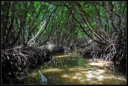 mangrove moucha D1233-border