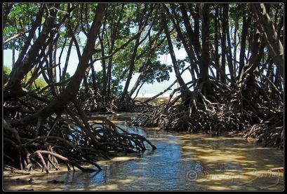 mangrove moucha D1238-border