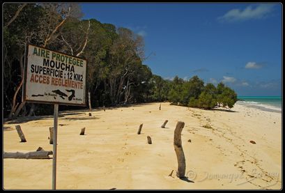 plage mangrove moucha D1254-border