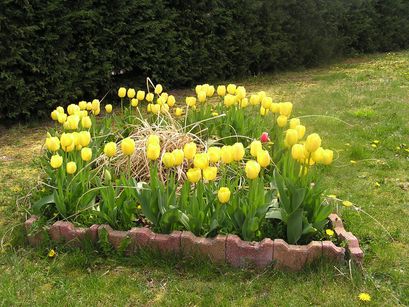 Tulipes-15-avril-2010.JPG