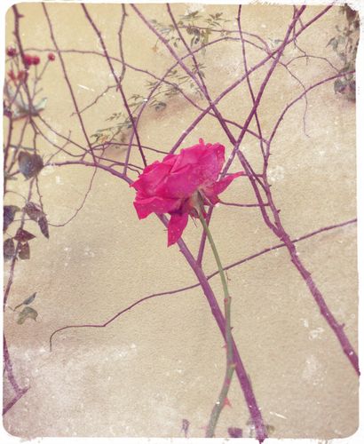 Rose-decembre-6.jpg