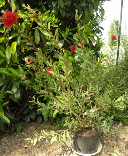 callistemon