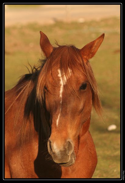 chevaux-la-latette-2.04.12 6829-border
