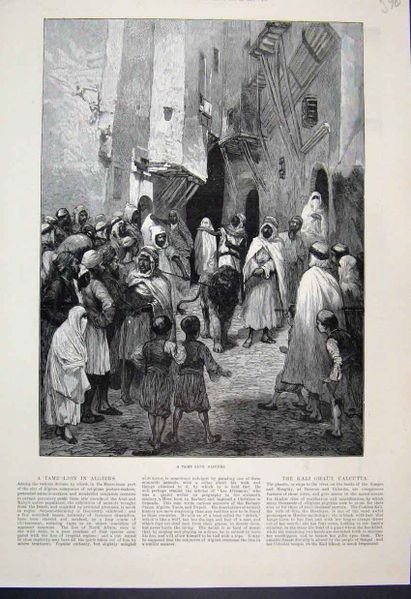 Lion a Alger 1887